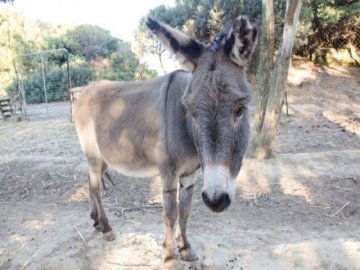 animali_(2).jpg
