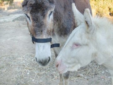 animali_(9).jpg