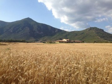 agriturismo-sardinie-saludi-e-trigu (1).jpg