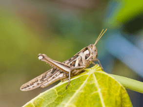 Sprinkhaan (Shutterstock)