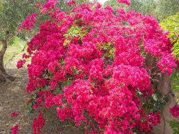 vakantiehuisje orosei, sardinie - ibisco 3 - sardinia4all (3).png