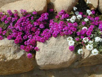 Hotel Corte Rosada - Villasimius - Sardinië - Foto