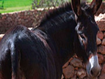 Boerderij - Podere Monte Sixeri - Alghero - Sardinië