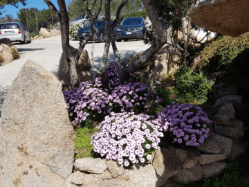 sardinie - huis met zwembad - sardinia4all